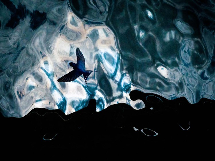 European Wildlife Photographer of the Year 2022 Jawara European Wildlife Photographer of the Year 2022