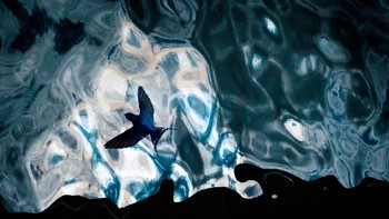 Harbour idyll karya Jan Leßmann dari Jerman memenangkan kategori Birds. Foto: Jan Leßmann/European Wildlife Photographer of the Year