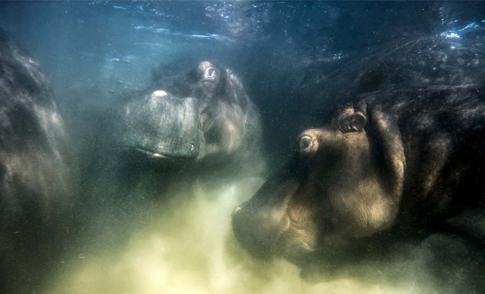 Jawara European Wildlife Photographer of the Year 2022