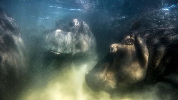 Hippo World karya Mike Korostelev dari Rusia dinobatkan sebagai Overall Winner. Foto: Mike Korostelev/European Wildlife Photographer of the Year