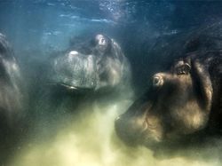 Karya Jawara Kontes Foto Alam Liar Eropa yang Memukau Mata