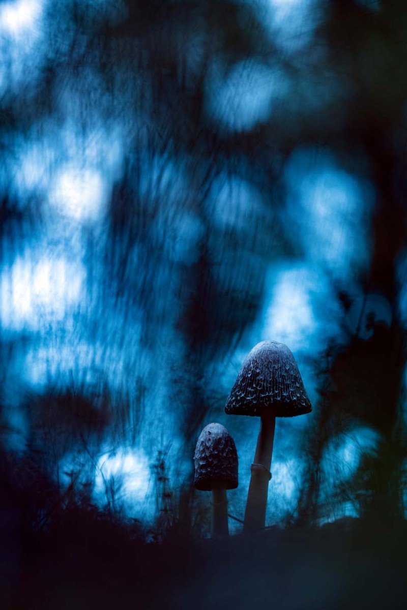 Jawara European Wildlife Photographer of the Year 2022