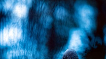 Shaggy ink caps karya Adria Mas Escandell dari Spanyol memenangkan kategori Young Photographers to 14 years. Foto: Adria Mas Escandell/European Wildlife Photographer of the Year