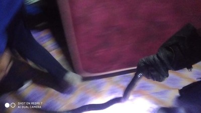 Penampakan Induk Kobra 2 Meter Bikin Syok Ibu-ibu di Bogor