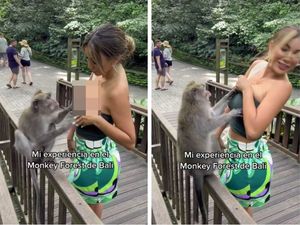 Populer: Monyet Nakal di Bali, Buka-buka Dada Miss Peru