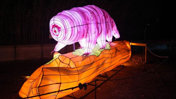 Festival ini menampilkan lebih dari seratus struktur bercahaya, hasil penelitian dan rekonstruksi karya ahli paleontologi Museum. Festival ini menampilkan lebih dari seratus struktur bercahaya, hasil penelitian dan rekonstruksi karya ahli paleontologi Museum.