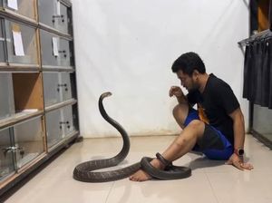 Jawaban Panji soal Berapa Kali Digigit Ular Berbisa