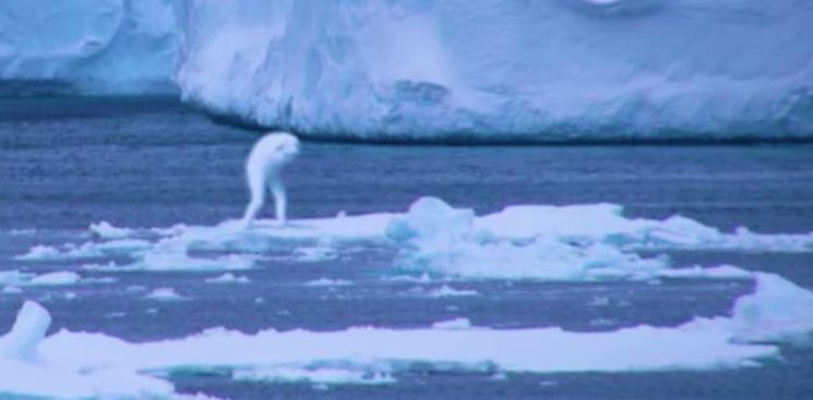 Las criaturas que viven en la Antártida no son humanos, pero…