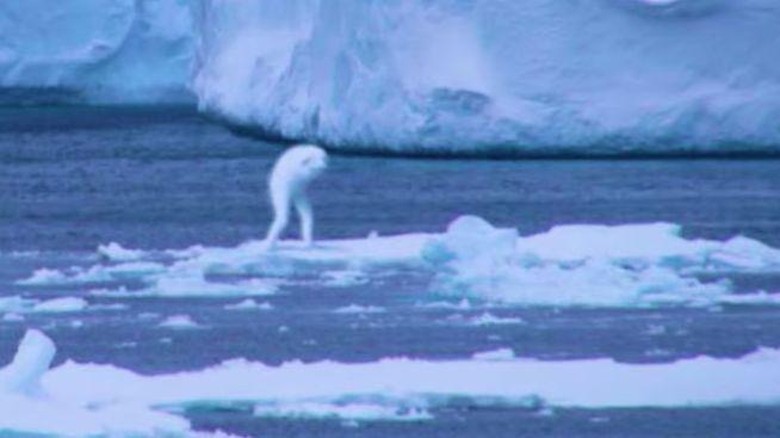 Ningen, makhluk asli Antartika