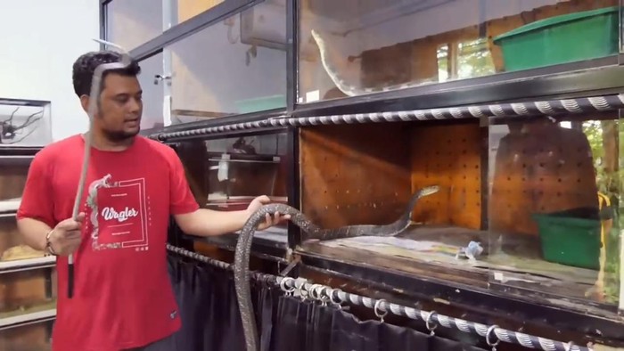 Panji Petualang merawat ular King Cobra yang menewaskan tuannya di Trenggalek.