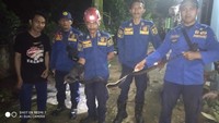 Warga lalu menghubungi damkar. Induk kobra tersebut pun ditangkap. Ular tersebut panjangnya lebih dari 2 meter. Damkar tidak menemukan sarang ataupun telur dari induk kobra tersebut di rumah warga (Foto: dok. istimewa)
