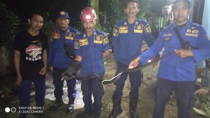 Penemuan indukan kobra di Cibinong, Kabupaten Bogor. Penemuan indukan kobra di Cibinong, Kabupaten Bogor.