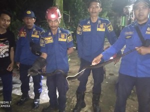 Kaget Tikus Loncat Waktu Mau Makan, Ibu Ini Makin Syok Ternyata Ada Kobra