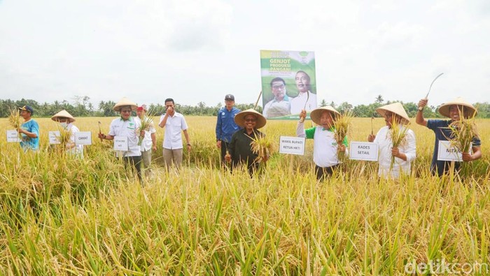 pertanian banyuwangi
