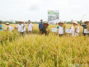 Pemkab Dorong Petani Banyuwangi Tanam Padi Bibit Unggul