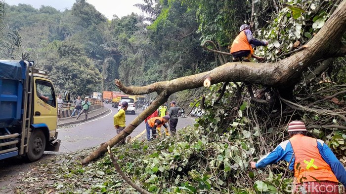 Pohon tumbang di Cadas Pangeran Sumedang.
