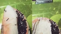 Pasti banyak yang pernah mengalami ini. Beli roti lipat yang terlihat isiannya melimpah. Ternyata isiannya hanya di luar lapisannya saja. Foto: Instagram/Twitter