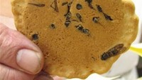 Dari luar tampilannya mungkin biasa saja, namun adonan biskuit ini sebenarnya dicampur dengan tawon loh. Biskuit wasp ini adalah salah satu dessert asal Jepang. Berani coba? Foto: tailypress.com 