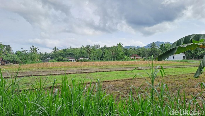 Tanah bengkok yang dikelola Kades Sumberejo di Dusun Rowo, Sumberejo, Kecamatan Batuwarno, Wonogiri, Jumat (11/11/2022).
