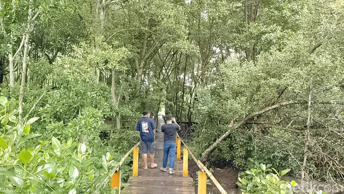 Ekowisata Mangrove Pandang Tak Jemu di Batam