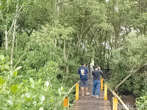 Menikmati Pesona Hijaunya Ekowisata Mangrove Pandang Tak Jemu di Batam