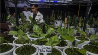 Pengunjung melihat tanaman hias yang dipamerkan pada Cihideung Plants Festival, Kabupaten Bandung Barat, Jawa Barat, Sabtu (12/11/2022).