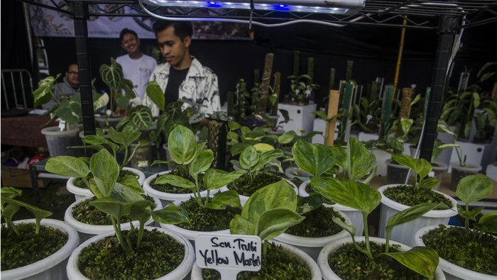EKSPOR TANAMAN HIAS JAWA BARAT Pengunjung melihat tanaman hias yang dipamerkan pada Cihideung Plants Festival, Kabupaten Bandung Barat, Jawa Barat, Sabtu (12/11/2022). Pemerintah Provinsi Jawa Barat berhasil mengekspor sebanyak 4500 jenis tanaman hias ke negara kawasan Amerika, Asia, dan Eropa hasil budi daya kawasan Cihideung dan daerah lainnya di Jawa Barat. ANTARA FOTO/Novrian Arbi/hp.