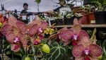 Wow, Tanaman Hias Jabar Tembus Pasar Amerika hingga Eropa