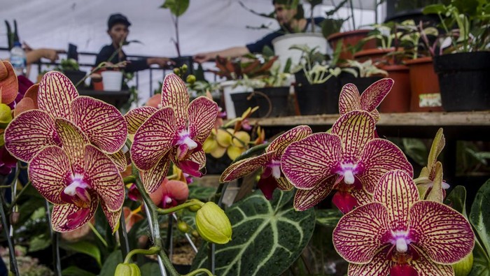 Pengunjung melihat tanaman hias yang dipamerkan pada Cihideung Plants Festival, Kabupaten Bandung Barat, Jawa Barat, Sabtu (12/11/2022). Pemerintah Provinsi Jawa Barat berhasil mengekspor sebanyak 4500 jenis tanaman hias ke negara kawasan Amerika, Asia, dan Eropa hasil budi daya kawasan Cihideung dan daerah lainnya di Jawa Barat. ANTARA FOTO/Novrian Arbi/hp.