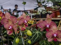 Wow, Tanaman Hias Jabar Tembus Pasar Amerika hingga Eropa