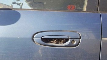 Mau buka pintu mobil, eh ada laba-laba bersarang. Foto: Bored Panda
