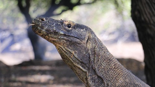 Seekor komodo di Taman Nasional Komodo yang dilindungi.