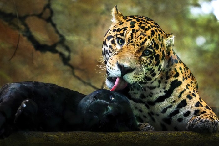 Kompetisi fotografi Taman Safari Indonesia 2022