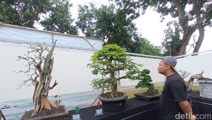 Kontes dan pameran bonsai di Kabupaten Cirebon