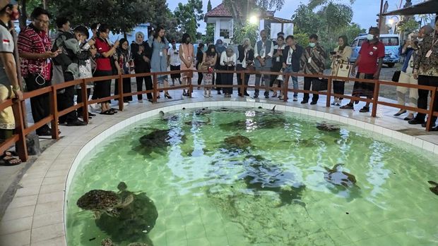 Kunjungan para delegasi THK Forum Sustainable Development di TCEC Serangan disambut dengan penyu berukuran besar. Bahkan ada penyu yang sudah berumur sekitar 50 tahun. Foto: I Wayan Sui Suadnyana