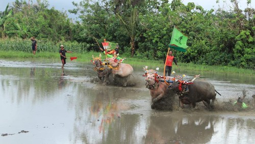 Makepung lampit pertunjukan Makepung di tanah basah di sawah Banjar Peh, Desa Kaliakah, Kecamatan Negara, Kabupaten Jembrana, Bali, Minggu (13/11/2022).