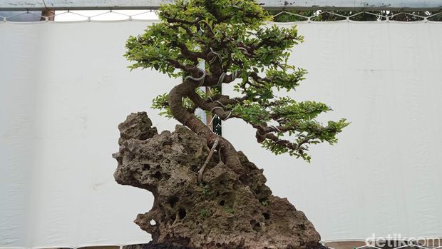 Pameran bonsai di Cirebon.