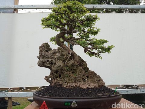 Pameran bonsai di Cirebon.