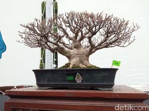 Pameran bonsai di Cirebon.