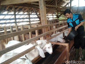 Mana yang Didahulukan, Aqiqah atau Kurban?