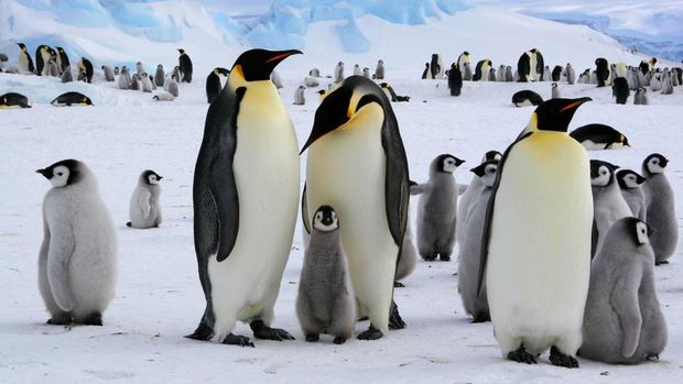Penguin kaisar