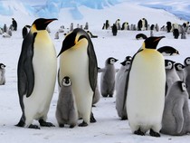 10 Fakta Unik Seputar Penguin Kaisar, Ternyata Bisa Tak Makan 4 Bulan