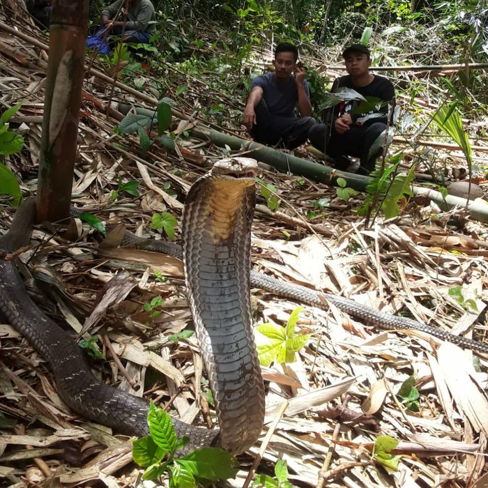 Kisah Bali Reptile Rescue Menengahi Konflik Ular-Manusia - Halaman 2