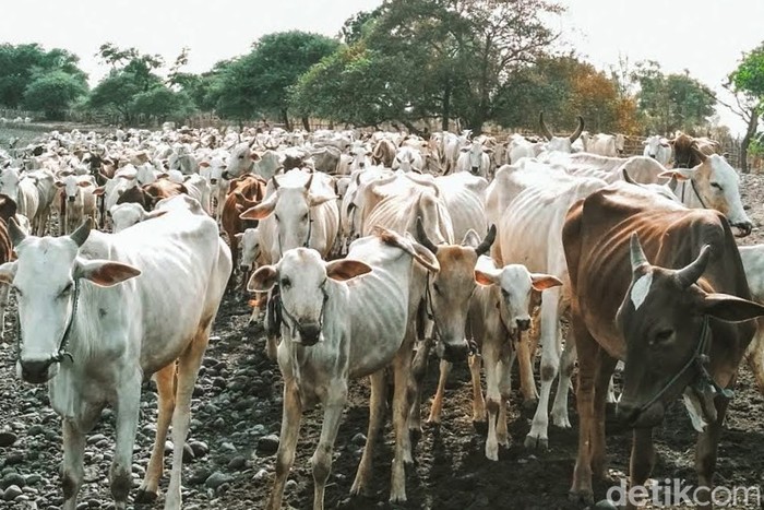 Sapi peliharaan warga di Dusun Merak Situbondo dan destinasi wisata di sekitar dusun tersebut.