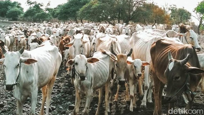 Sapi peliharaan warga di Dusun Merak Situbondo dan destinasi wisata di sekitar dusun tersebut.