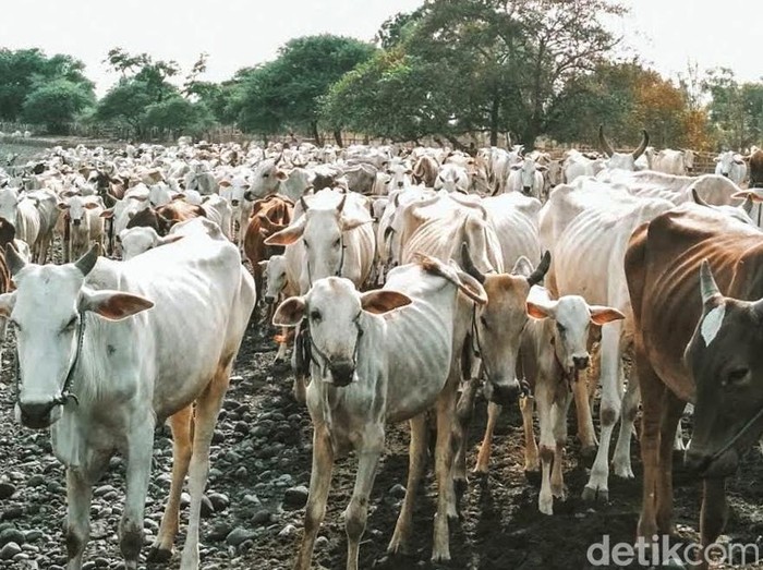 Sapi peliharaan warga di Dusun Merak Situbondo dan destinasi wisata di sekitar dusun tersebut.