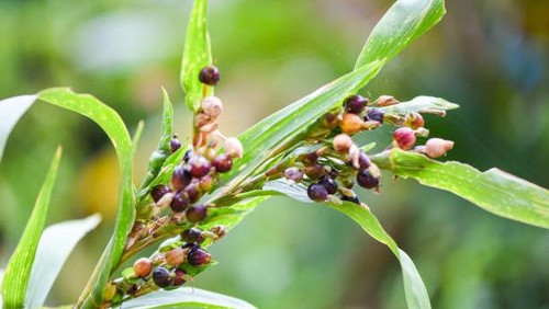 Jagung jali (Coix lacryma jobi L)
Khasiat: Membantu menghambat pertumbuhan sel kanker dan meningkatkan fungsi hormonal.