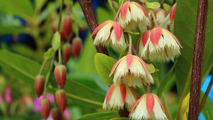 4 Tanaman Obat Indonesia Ini Jadi Suvenir di KTT G20 Bali Anyang-anyang (Elaeocarpus grandiflorus Sm) Khasiat: Secara empiris digunakan sebagai antidiabetes dan disentri