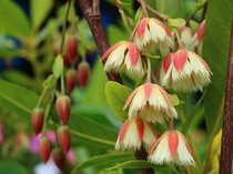 BRIN Ungkap Tradisi Pengobatan Sakral dan Unik Dayak Golik, Diturunkan Lewat Ilham