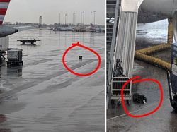 Koper Kaesang Nyasar ke Kualanamu, Bagasi Netizen Ini Miris Nasibnya